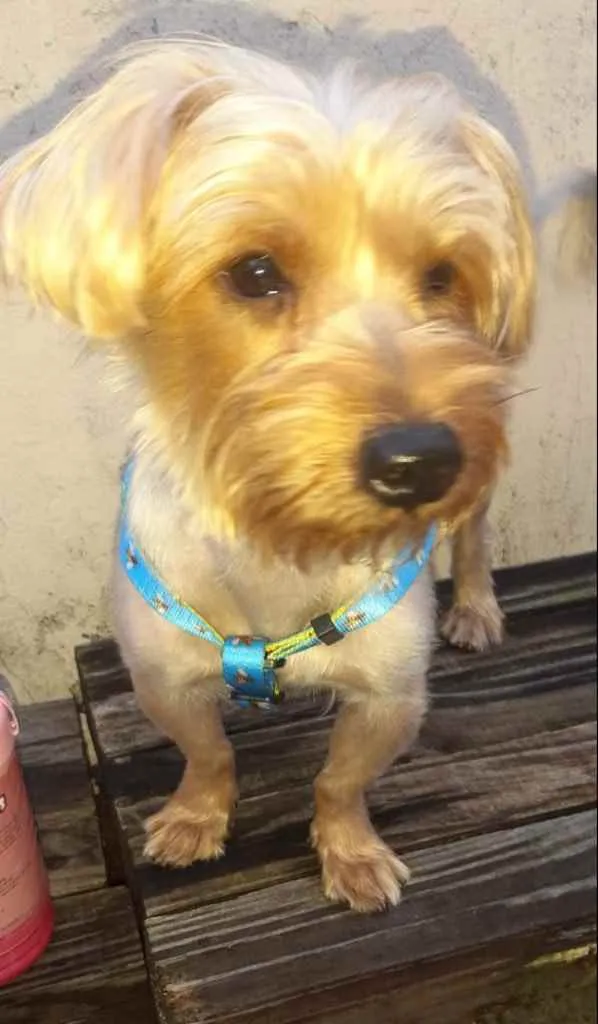 Cachorro ra a Mix york idade 3 anos nome Theo 