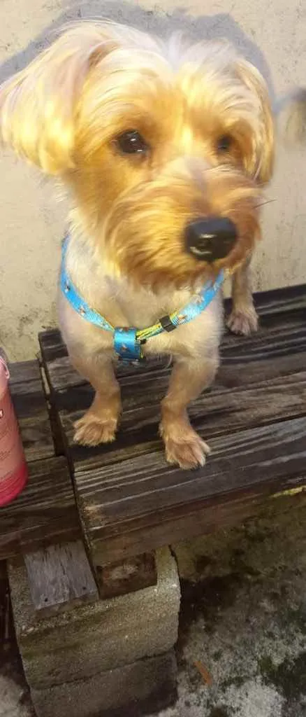 Cachorro ra a Mix york idade 3 anos nome Theo 