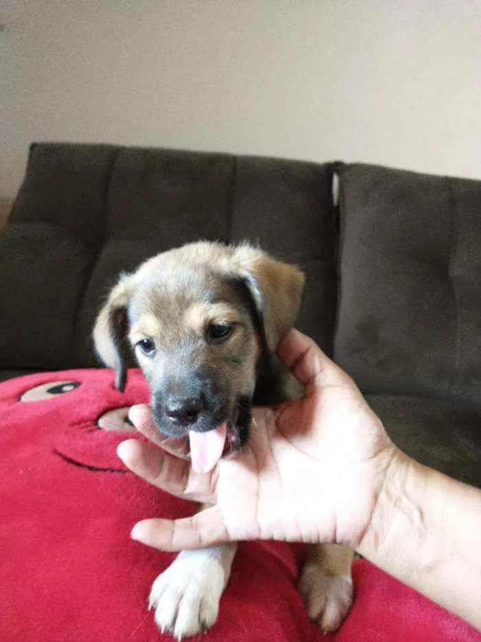 Cachorro raça Indefinida idade 2 a 6 meses nome Sem nome