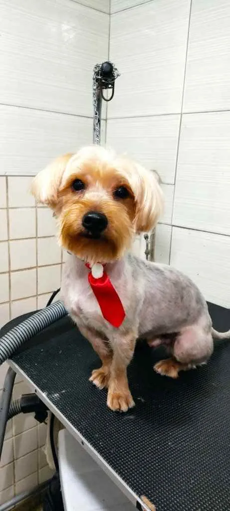 Cachorro ra a Mix york idade 3 anos nome Theo 