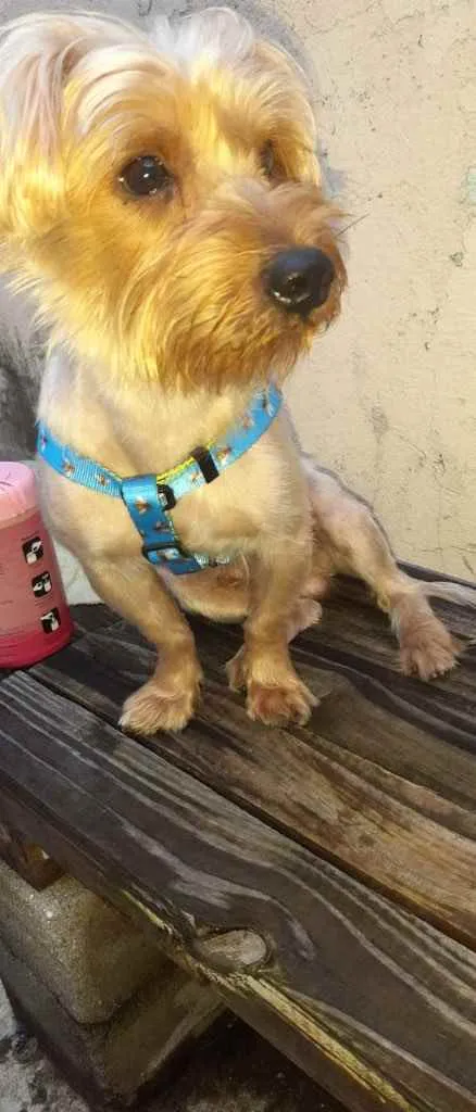 Cachorro ra a Mix york idade 3 anos nome Theo 