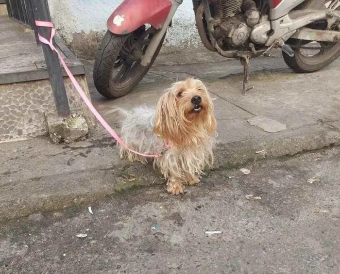 Cachorro ra a Mix york idade 3 anos nome Theo 