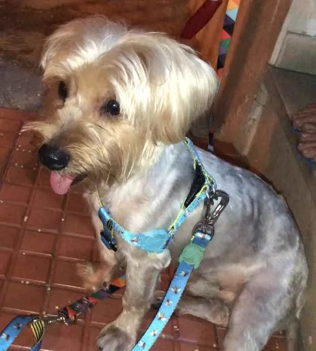 Cachorro ra a Mix york idade 3 anos nome Theo 