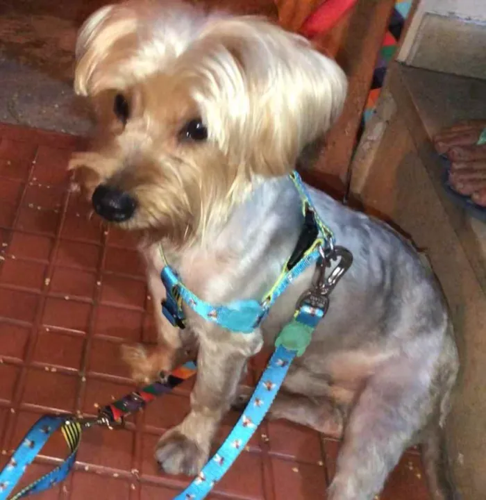 Cachorro ra a Mix york idade 3 anos nome Theo 