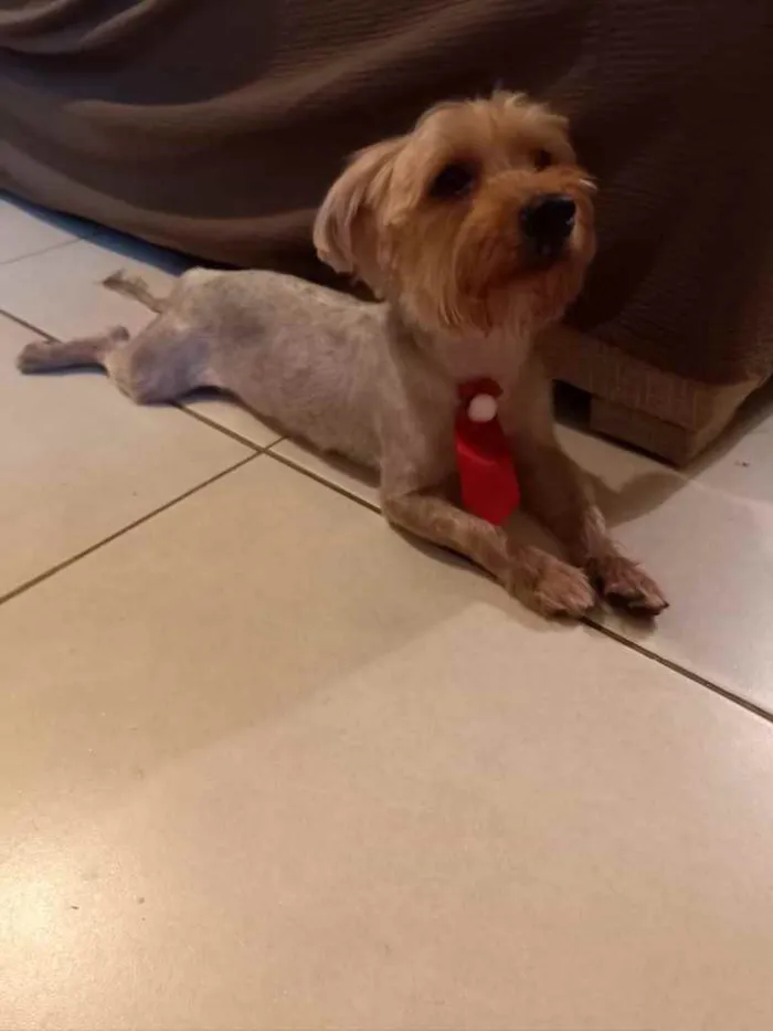Cachorro ra a Mix york idade 3 anos nome Theo 