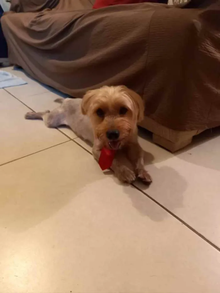 Cachorro ra a Mix york idade 3 anos nome Theo 