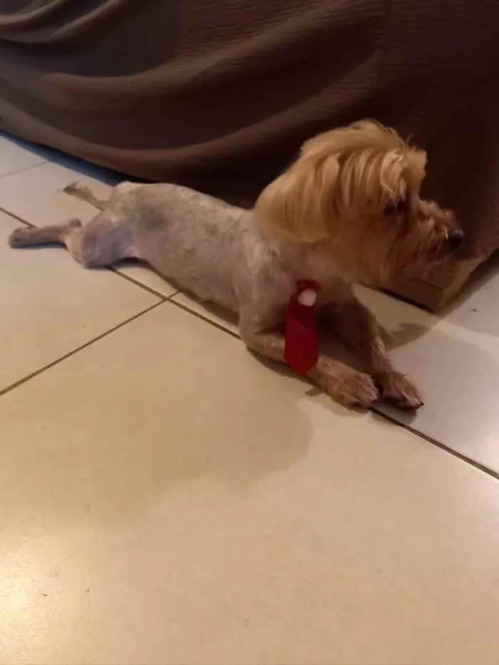 Cachorro ra a Mix york idade 3 anos nome Theo 