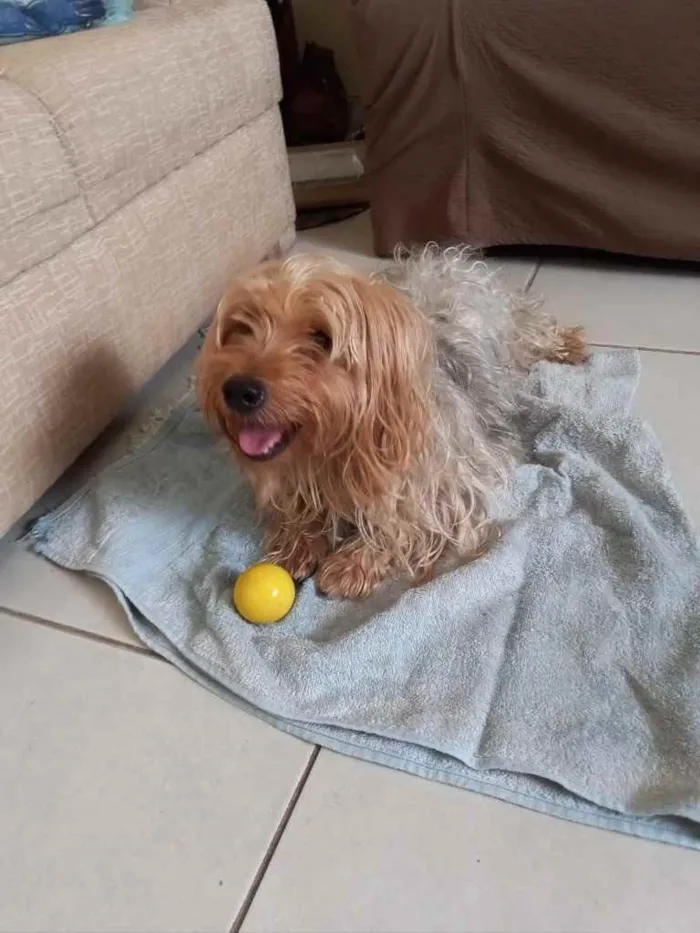 Cachorro ra a Mix york idade 3 anos nome Theo 