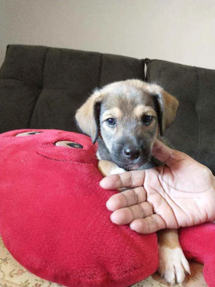 Cachorro raça Indefinida idade 2 a 6 meses nome Sem nome