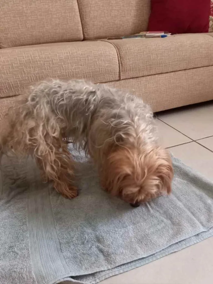 Cachorro ra a Mix york idade 3 anos nome Theo 