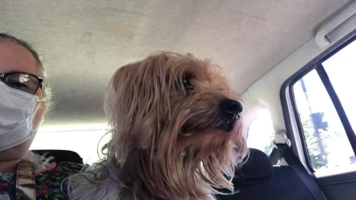 Cachorro ra a Mix york idade 3 anos nome Theo 