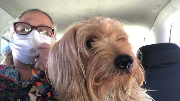 Cachorro ra a Mix york idade 3 anos nome Theo 