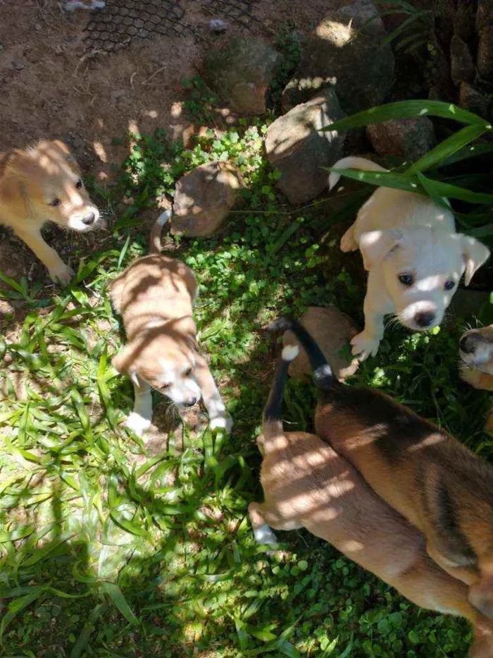 Cachorro raça Indefinida idade 2 a 6 meses nome Sem nome