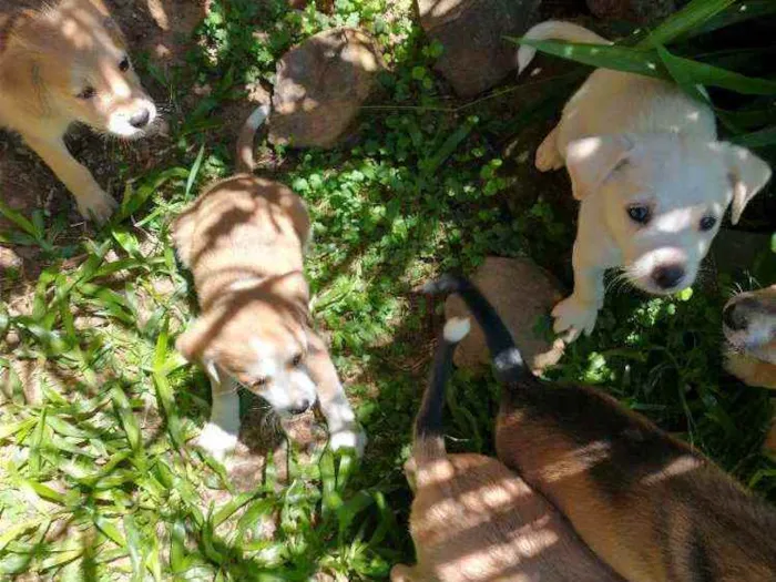 Cachorro raça Indefinida idade 2 a 6 meses nome Sem nome