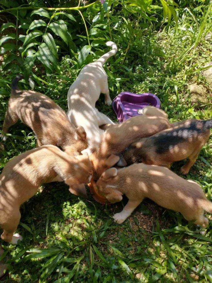 Cachorro raça Indefinida idade 2 a 6 meses nome Sem nome