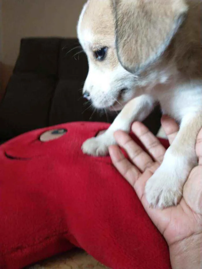Cachorro raça Indefinida idade 2 a 6 meses nome Sem nome