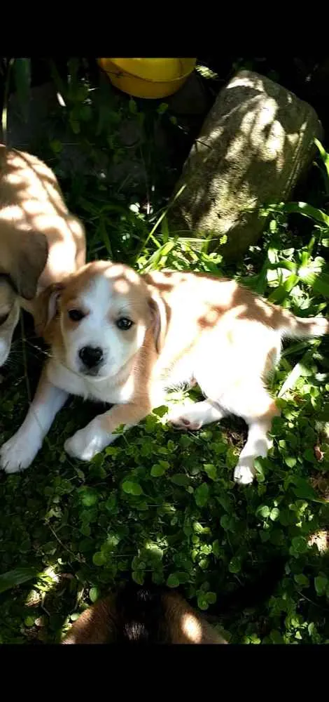 Cachorro raça Indefinida idade 2 a 6 meses nome Sem nome