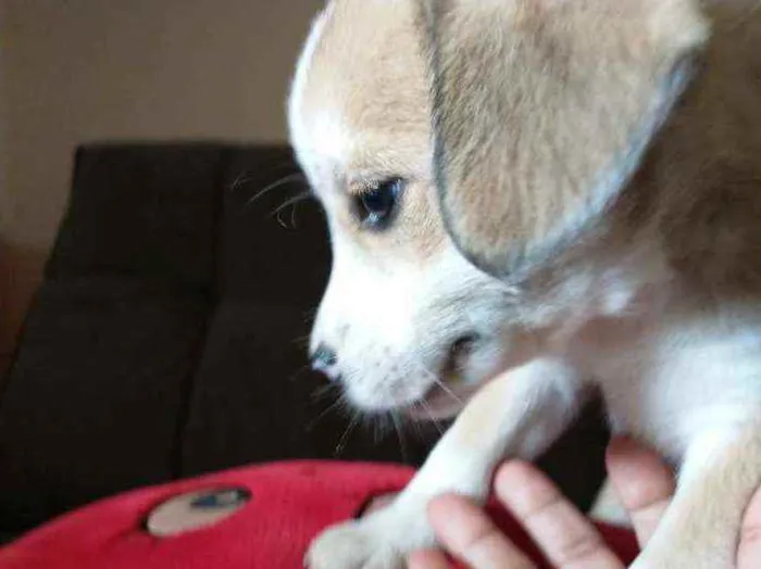 Cachorro raça Indefinida idade 2 a 6 meses nome Sem nome