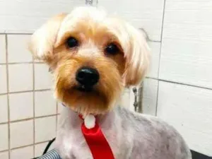 Cachorro raça Mix york idade 3 anos nome Theo 