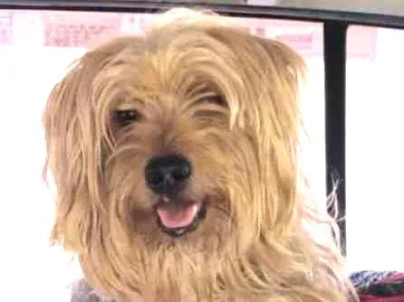 Cachorro ra a Mix york idade 3 anos nome Theo 