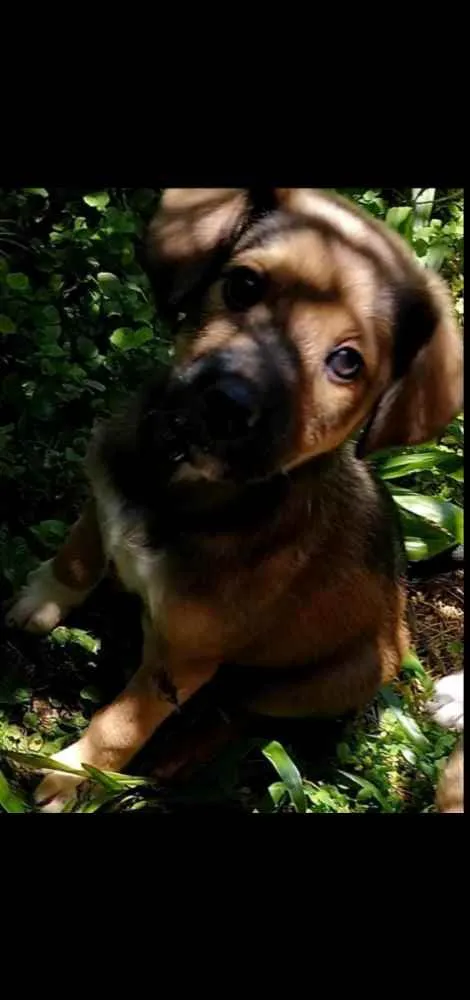 Cachorro raça Indefinida idade 2 a 6 meses nome Sem nome
