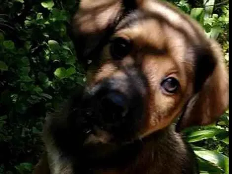 Cachorro raça Indefinida idade 2 a 6 meses nome Sem nome