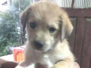 Cachorro raça Indefinida idade 2 a 6 meses nome Sem nome