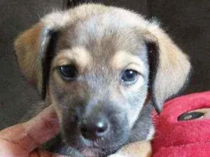 Cachorro raça Indefinida idade 2 a 6 meses nome Sem nome
