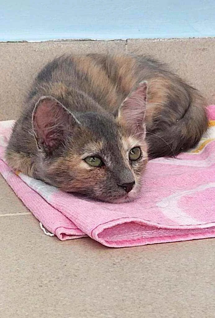 Gato ra a  idade 2 a 6 meses nome SuzY