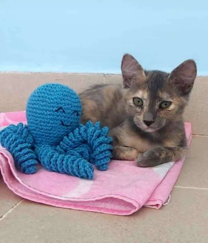 Gato ra a  idade 2 a 6 meses nome SuzY
