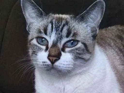 Gato ra a Siamês idade 6 ou mais anos nome Pérola