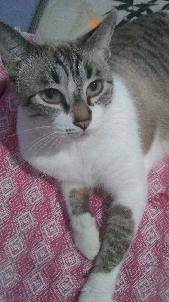 Gato ra a Siamês idade 6 ou mais anos nome Pérola