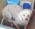 POODLE BONZINHO