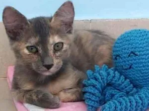Gato raça Srd idade 2 a 6 meses nome SuzY