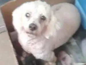 Cachorro raça POODLE idade 6 ou mais anos nome POODLE BONZINHO