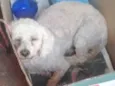 Cachorro raça POODLE idade 6 ou mais anos nome POODLE BONZINHO