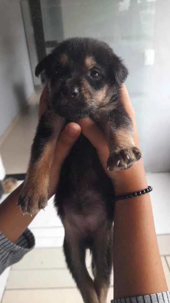 Cachorro raça  idade Abaixo de 2 meses nome Robin