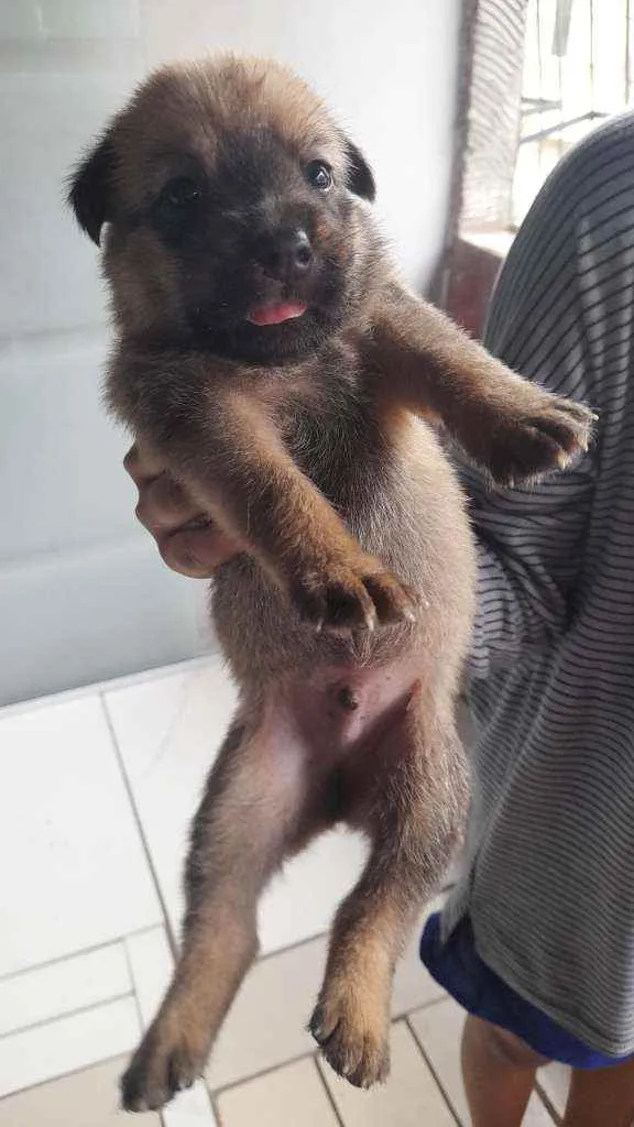 Cachorro raça  idade Abaixo de 2 meses nome Robin