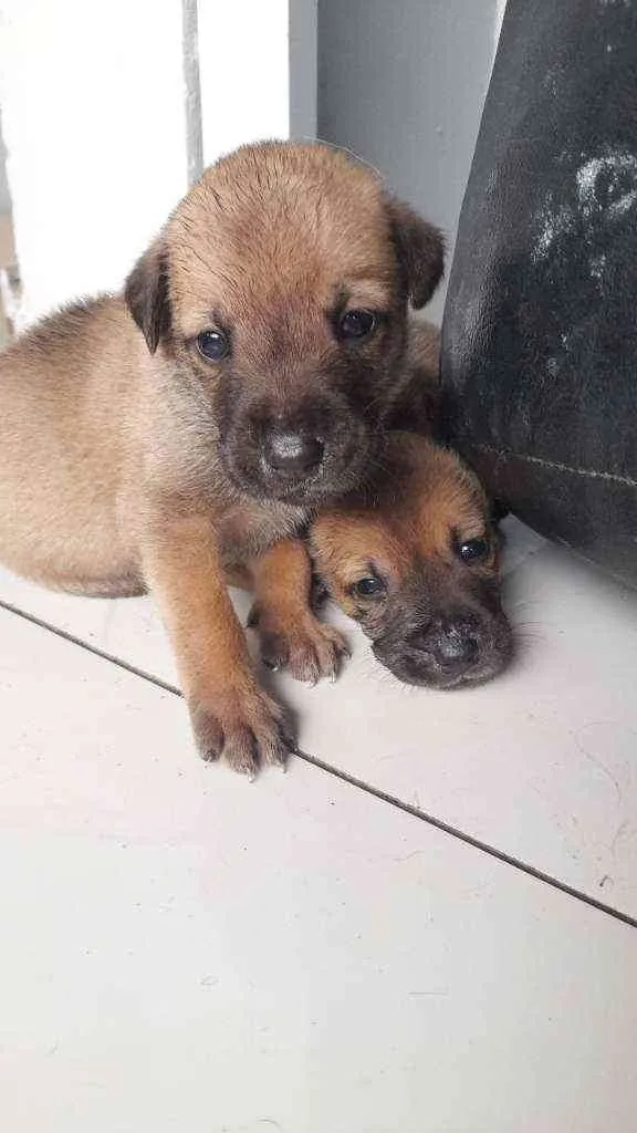 Cachorro raça  idade Abaixo de 2 meses nome Robin