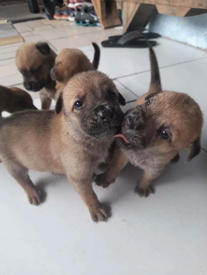 Cachorro raça  idade Abaixo de 2 meses nome Robin