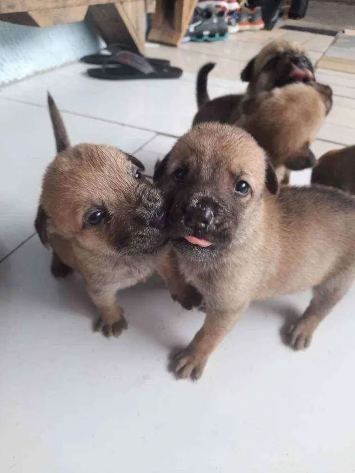 Cachorro raça  idade Abaixo de 2 meses nome Robin