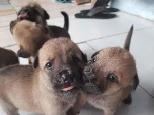 Cachorro raça  idade Abaixo de 2 meses nome Robin