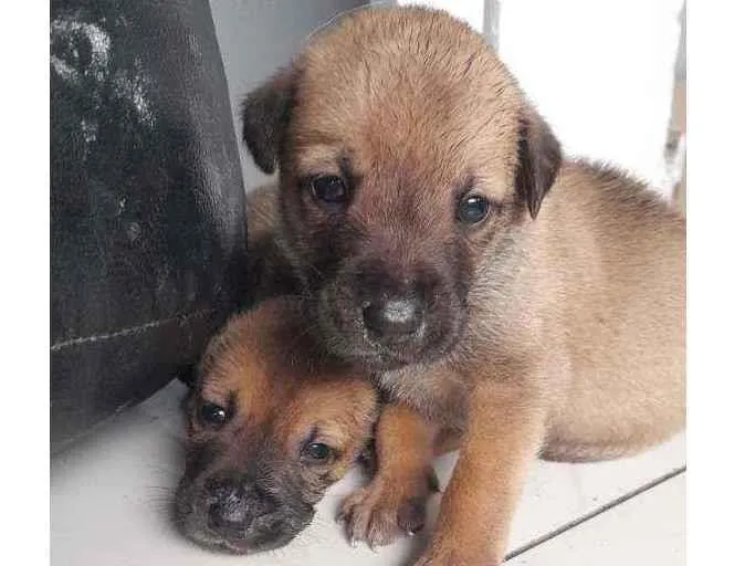 Cachorro raça  idade Abaixo de 2 meses nome Robin