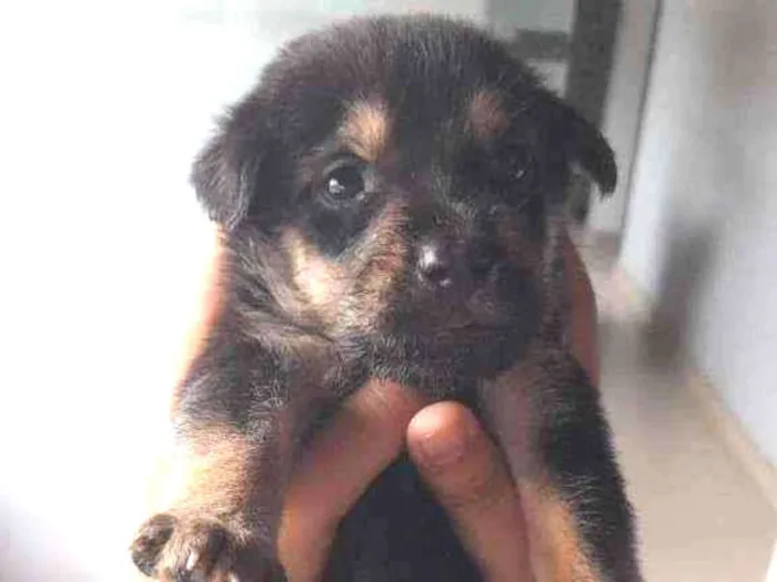 Cachorro raça  idade Abaixo de 2 meses nome Robin