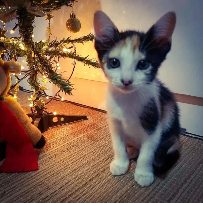 Gato ra a Siamês com vira - lata. idade Abaixo de 2 meses nome Kiara