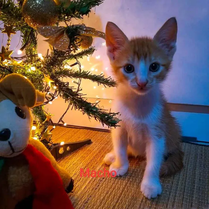 Gato ra a Siamês com vira - lata. idade Abaixo de 2 meses nome Garfild