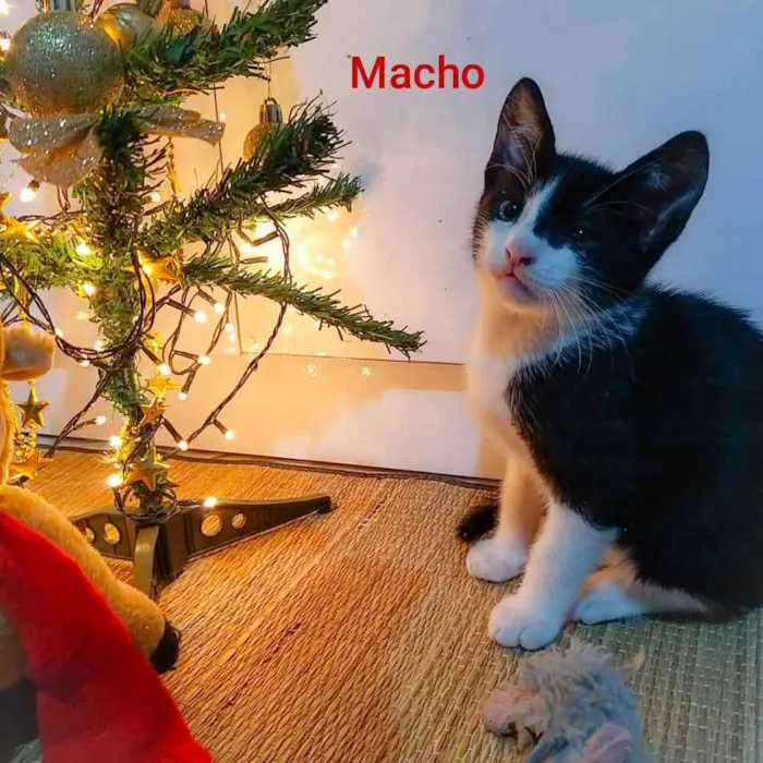 Gato ra a Siamês com vira - lata idade Abaixo de 2 meses nome Frajola 