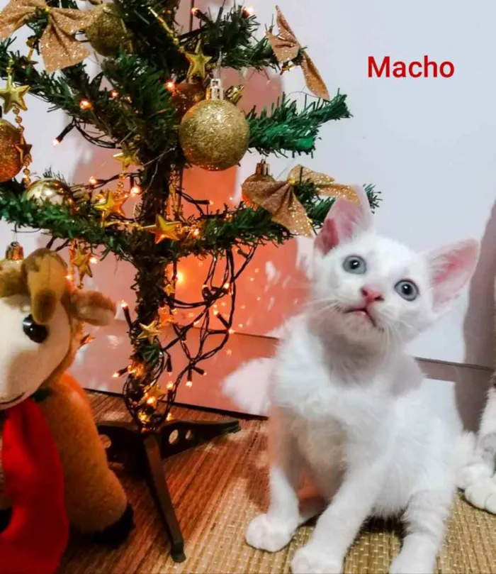 Gato ra a Siamês com vira - lata. idade Abaixo de 2 meses nome Negão 