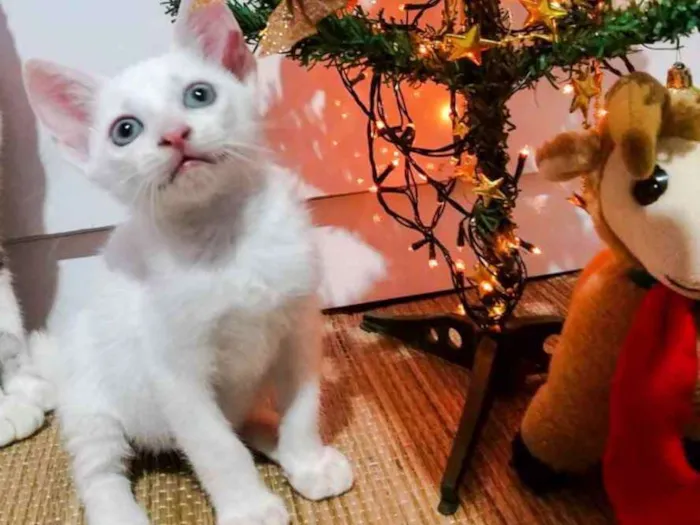 Gato ra a Siamês com vira - lata. idade Abaixo de 2 meses nome Negão 