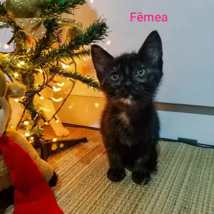 Gato ra a Siamês com vira - lata. idade Abaixo de 2 meses nome Tigrinha